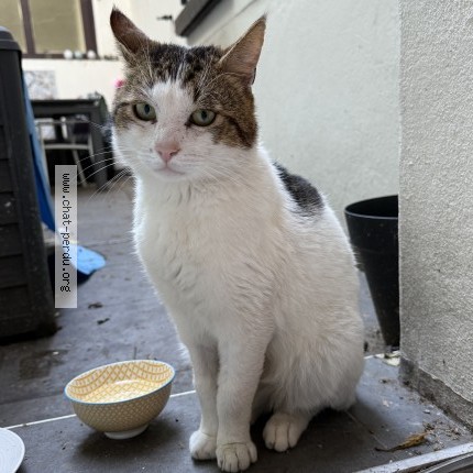 Photo de chat trouvé à Charenton
