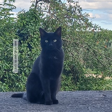 Photo de chat trouvé à Blois