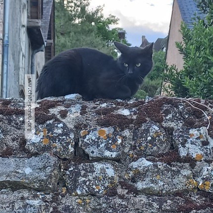 Photo 2/3 Chat trouvé Trouvé à Blois