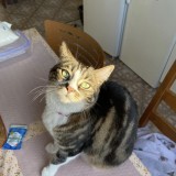 bella