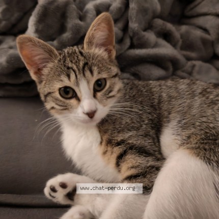 Photo de chat perdu à Joue Les Tours