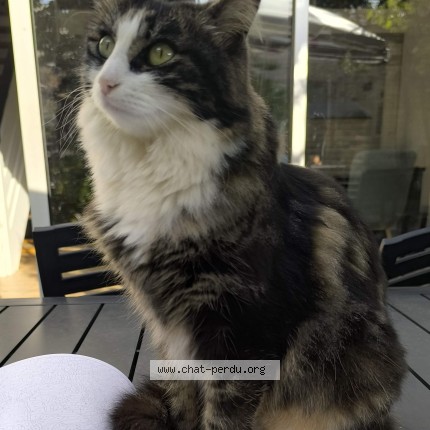 Photo de chat perdu à La Rochelle