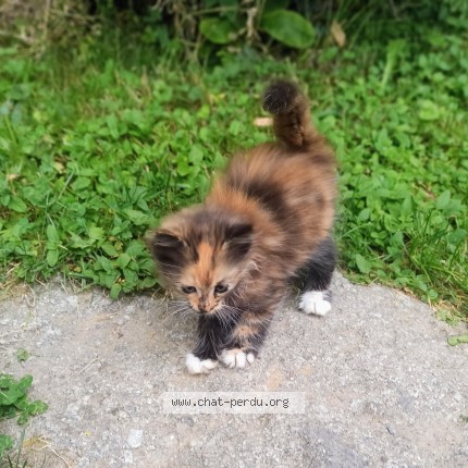 Photo 1/1 Chat trouvé Trouvé à Rontalon