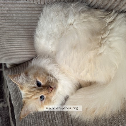 Photo de chat trouvé à Douai