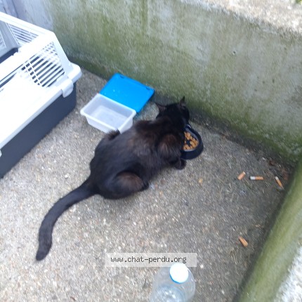 Photo de chat trouvé à Grand Couronne