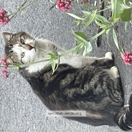 Photo de chat trouvé à Septmonts