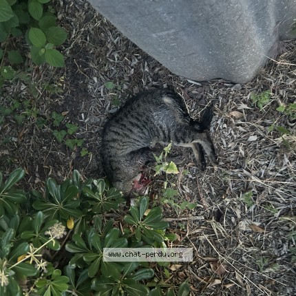 Photo de chat trouvé à Colomiers