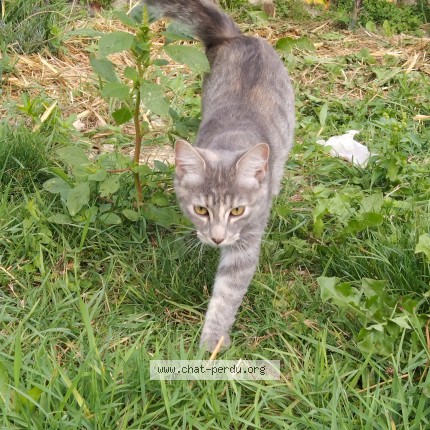 Photo 1/1 Chat retrouvé Perdu à Til