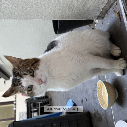 Photo de chat trouvé à Charenton