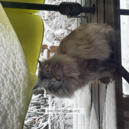 Photo 1/1 Chat retrouvé Perdu à La Freissinouse