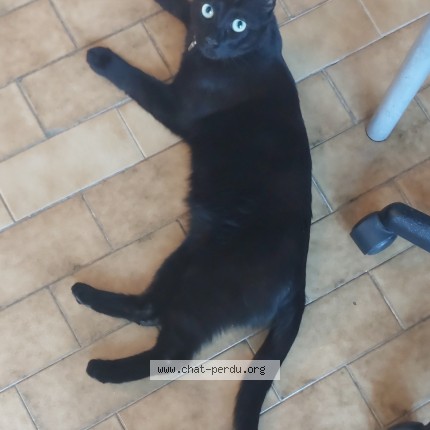 Photo de chat perdu à Sete