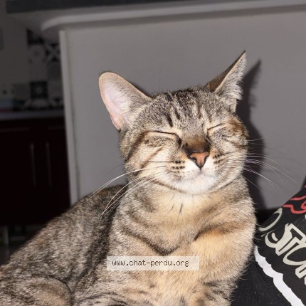 Photo de chat perdu à Nomexy