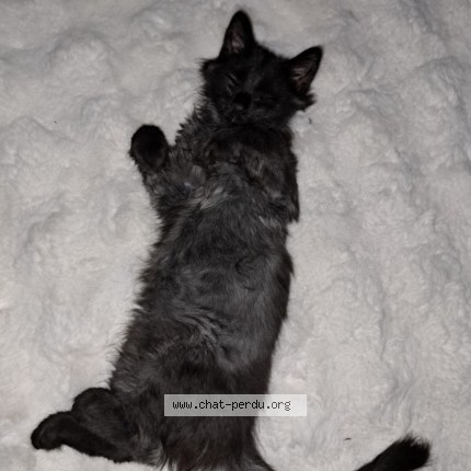 Photo de chat perdu à Nogentel