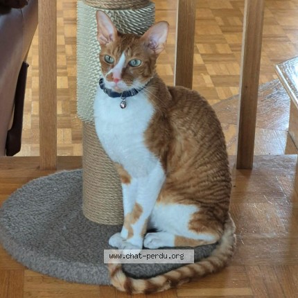 Photo 1/1 Walter Chat perdu à Varennes