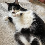gracie