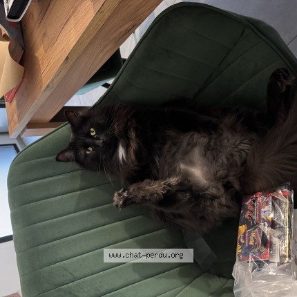 Photo de chat perdu à Franqueville Saint Pierre
