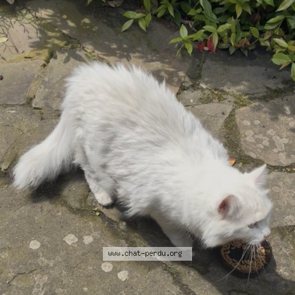 Photo 1/1 Chat trouvé Trouvé à Wavre
