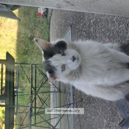 Photo 1/1 Chat trouvé Trouvé à Dampierre Les Bois