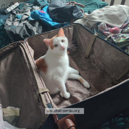 Photo 1/1 GROS MINOU Chat perdu à Chartres