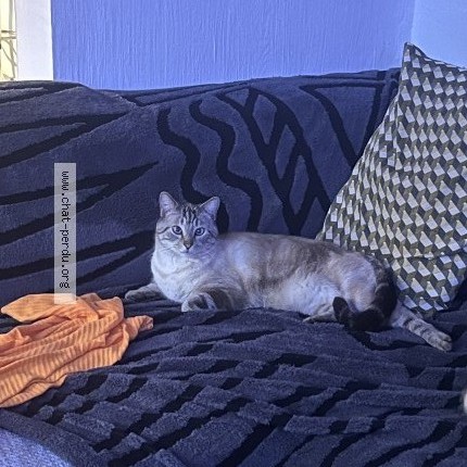 Photo de chat perdu à Lons