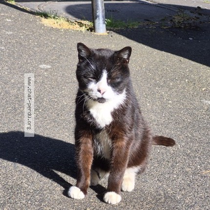 Photo 1/1 Chat trouvé Trouvé à Champigny Sur Marne