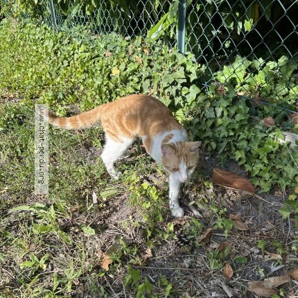 Photo 1/1 Chat trouvé Trouvé à Aulnay Sous Bois