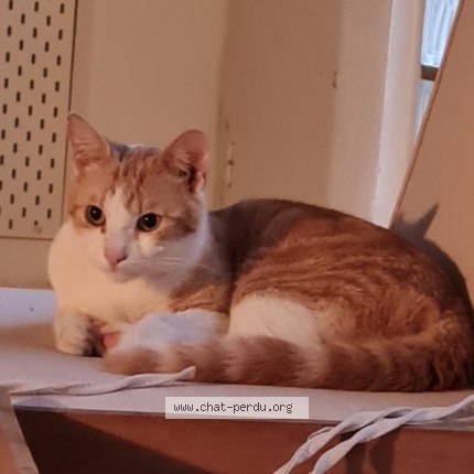 Photo 2/2 Chat trouvé Trouvé à Aulnay Sous Bois