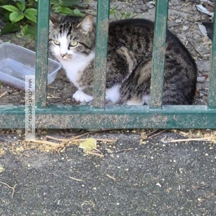 Photo 1/1 Chat trouvé Trouvé à Champigny Sur Marne
