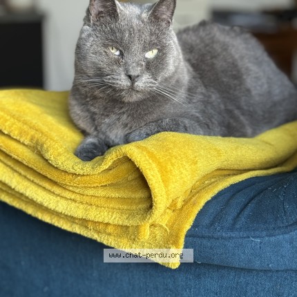 Photo 1/1 Chat retrouvé Perdu à Toulouse