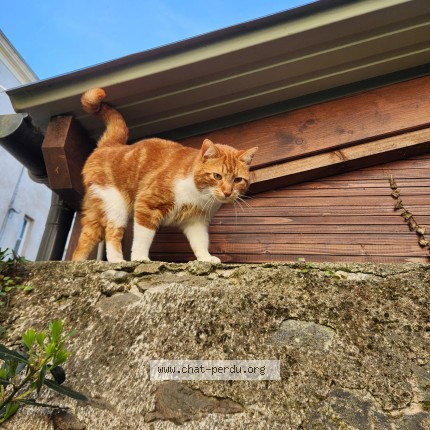 Photo 1/1 Chanatole Chat perdu à Nantes