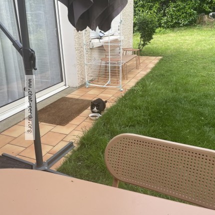 Photo 1/1 Chat trouvé Trouvé à Le Mans