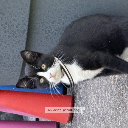 Photo de chat trouvé à Aulnay Sous Bois