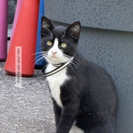 Photo 1/1 Chat trouvé Trouvé à Aulnay Sous Bois