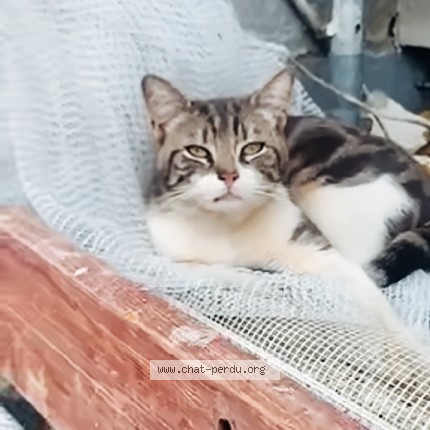 Photo 1/1 Chat trouvé Trouvé à Pantin