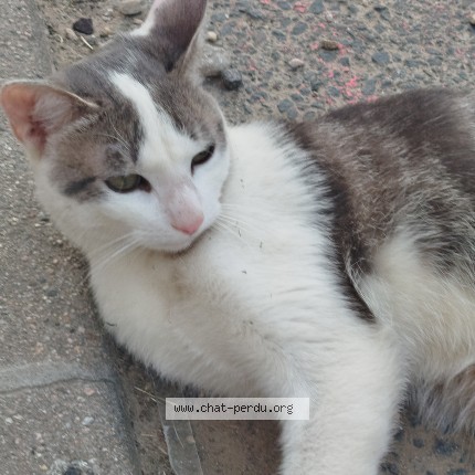 Photo 1/1 Chat trouvé Trouvé à Saint Genis Laval