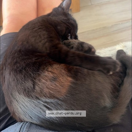 Photo de chat perdu à Bouclans