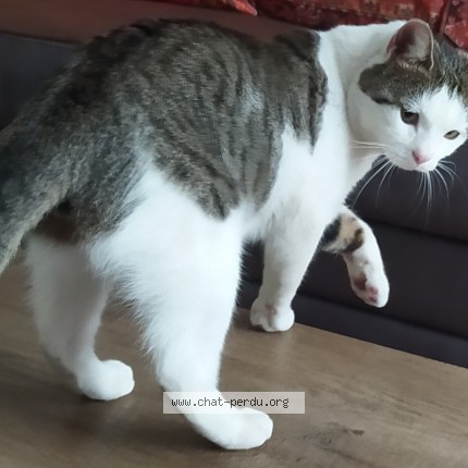Photo de chat perdu à Montreuil