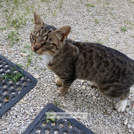 Photo de chat trouvé à Saint Mard
