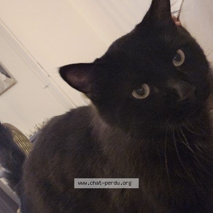 Photo de chat perdu à La Tour De Peilz