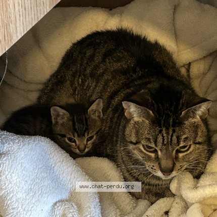 Photo de chat perdu à Sainte Livrade Sur Lot