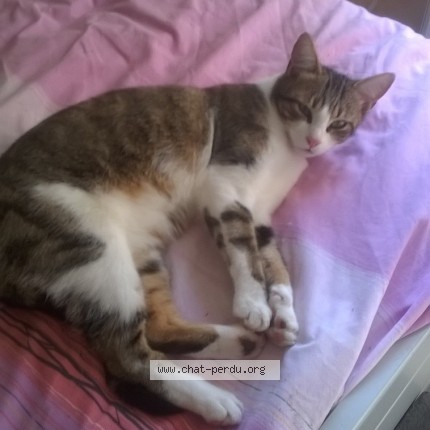 Photo de chat perdu à Mont De Marsan