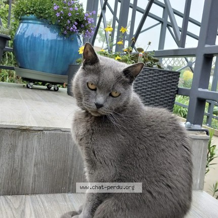 Photo de chat perdu à Cormeilles En Parisis