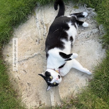 Photo de chat perdu à Alencon