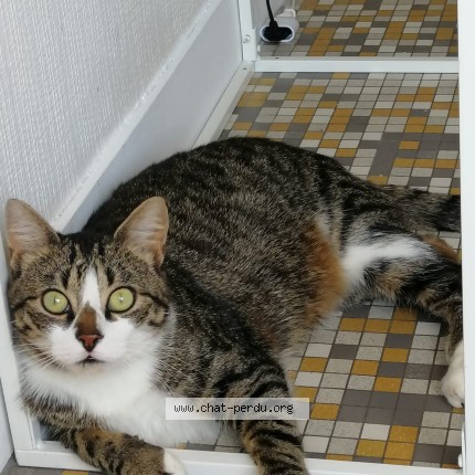 Photo 1/1 Rit-bouille Chat perdu à Le Mans