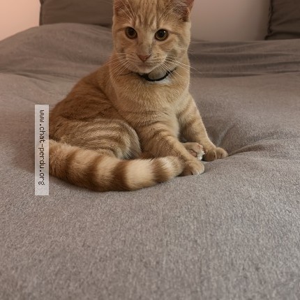 Photo de chat perdu à Montreal