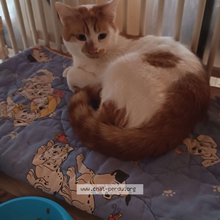 Photo 1/1 Chat trouvé Trouvé à Arcueil