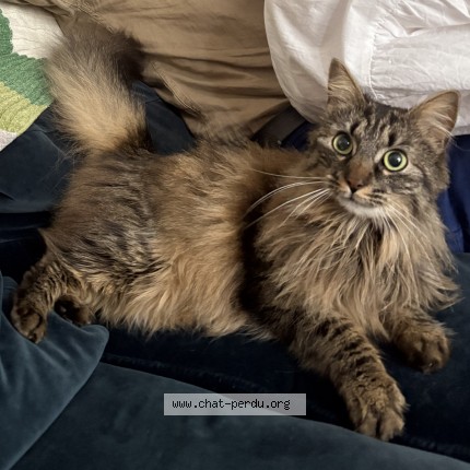 Photo de chat retrouvé à Le Pre St Gervais