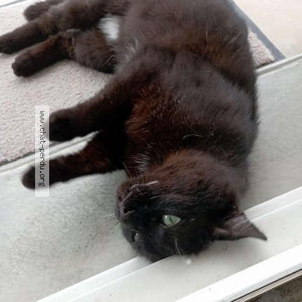 Photo 1/1 Chat trouvé Trouvé à Casteljaloux