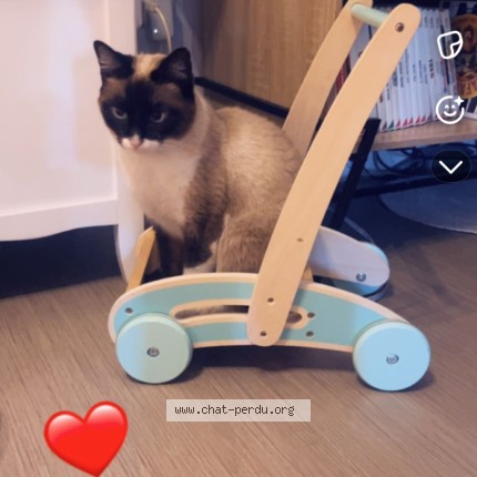 Photo 1/1 caline Chat perdu à Tourcoing