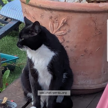 Photo de chat perdu à Jouy Le Moutier